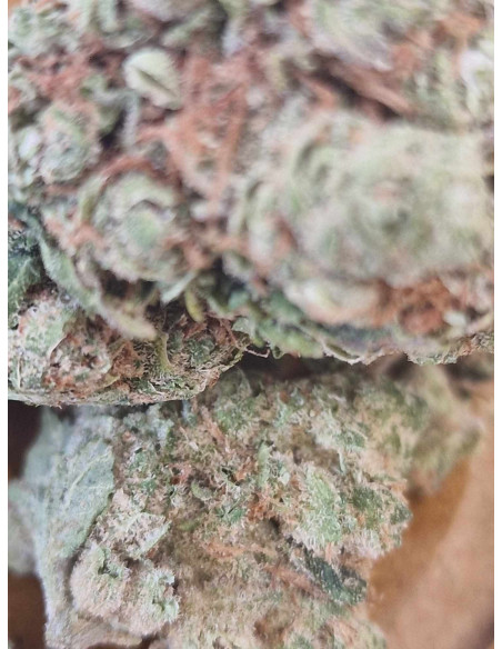 White Widow Fleurs CBD 2 grammes