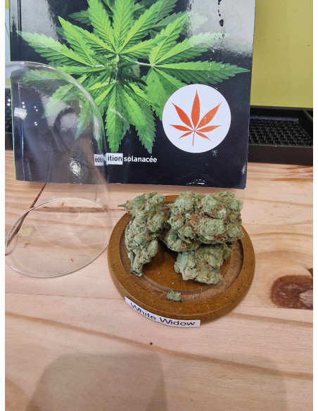 White Widow Fleurs CBD 5 grammes + Sucette EUPHORIA