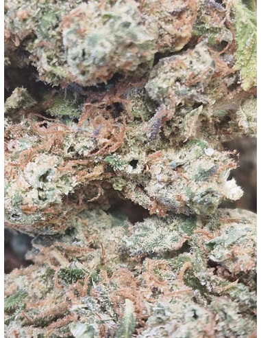 Mobydick Fleurs de CBD 2 grammes