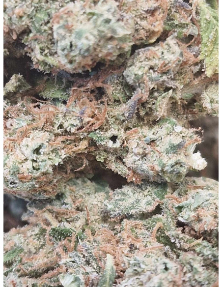 Mobydick Fleurs de CBD 2 grammes